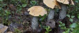 Mushroom picking in the Oryol region