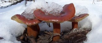 Сбор грибов зимой достаточно прост, так как заметить шляпки на деревьях или над белым снегом легче