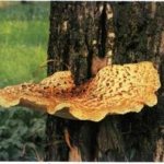 Edible mushrooms on a birch tree. Description 