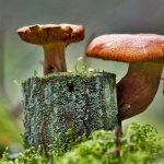 Edible mushrooms growing on stumps: types and their description