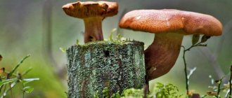 Edible mushrooms growing on stumps: types and their description