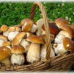 Съедобные грибы с фото, названиями и описанием