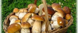 Edible mushrooms with photos, names and descriptions