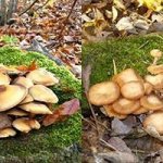 edible and false honey mushrooms