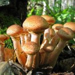 edible honey mushrooms in the forest