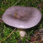 Serushka is a mushroom belonging to the Russula family.