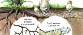 Symbiosis of fungi and insects