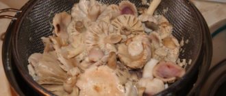 How long to cook russula mushrooms until done