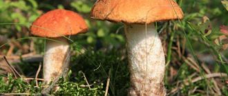 How long to cook boletus