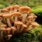 How long does honey mushrooms take to grow?