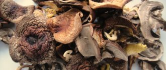 сколько времени варить сухие грибы