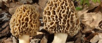 Morels