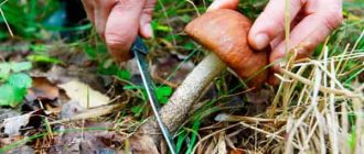picking mushrooms for pickling