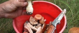 Собирание грибов