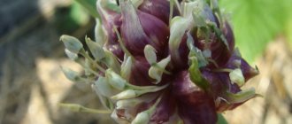 Garlic inflorescence. The shell burst 