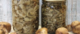 Salted honey mushrooms in jars for the winter