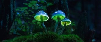 message about mushrooms