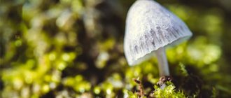 Should you beware of mushroom hallucinogens - Verimed