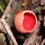 marsupial mushroom
