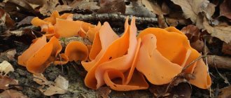 Existing features of the mushroom Aleuria orange