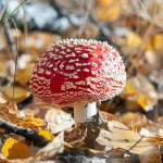 Dried red fly agaric: healthy and safe!