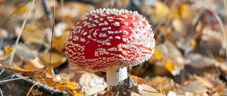 Dried red fly agaric: healthy and safe!