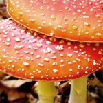 Drying fly agarics without loss of psychotropic properties