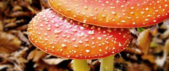 Drying fly agarics without loss of psychotropic properties