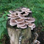 This is how oyster mushrooms grow in nature