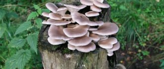 This is how oyster mushrooms grow in nature