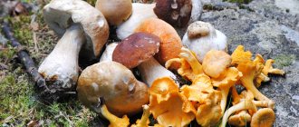TOP - 10 edible mushrooms