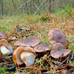 poplar row, what a mushroom looks like: description and photo 1
