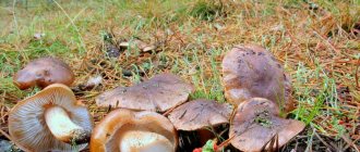 тополевая рядовка, как выглядит гриб: описание и фото 1