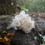 Tremella fuciformis: benefits and harms, how to cook