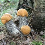 Three edible mushrooms - boletus