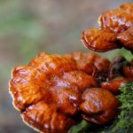 Tube mushrooms: edible and inedible types