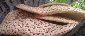 Scaly tinder fungus - a spotted woody delicacy