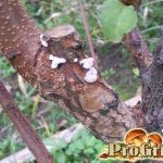 Polypore on a fruit tree