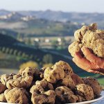 Truffles: why the most expensive mushrooms in the world can only be found by pigs and dogs