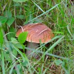 Conditions for the growth of porcini mushrooms