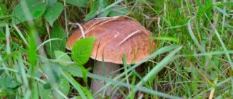Conditions for the growth of porcini mushrooms