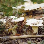 Conditionally edible mushrooms