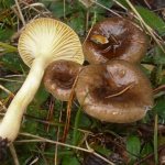 What is special about the mushroom Hygrofor brown?
