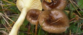 В чем особенность гриба Гигрофор бурый?