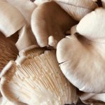 how to clean oyster mushrooms