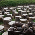 Oyster mushrooms on stumps