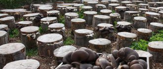 Oyster mushrooms on stumps