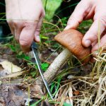 Types of mushrooms and mushroom places in Bashkiria