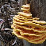 Types of mushrooms growing on nuts: description and characteristics