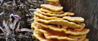 Types of mushrooms growing on nuts: description and characteristics
